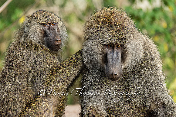 Babboon couple grooming EPL  _DSC8540