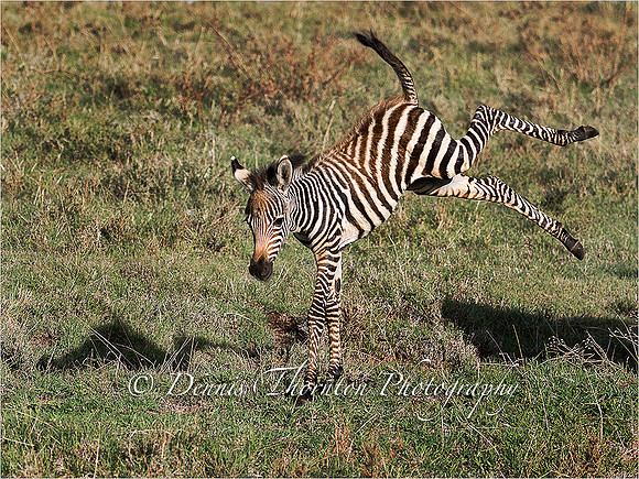 Zebra Joy EPL Layers_DSC8756