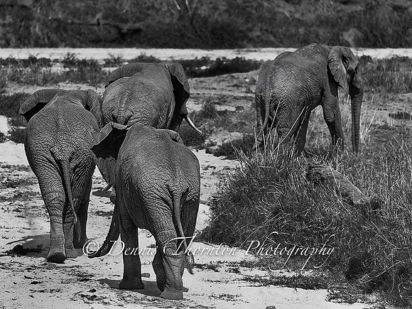Elephants playing follow the leader DSC8356