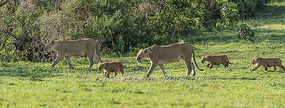 Lion family walking EPL  DSC8824