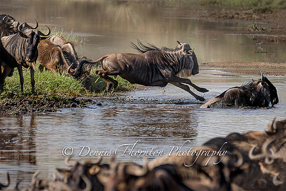 leaping Wildebeest EPL 12 x 18 expanded canvas _5005890