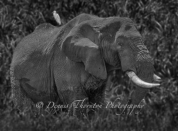 Elephant in Grass w egret on back BW _5008521-Edit