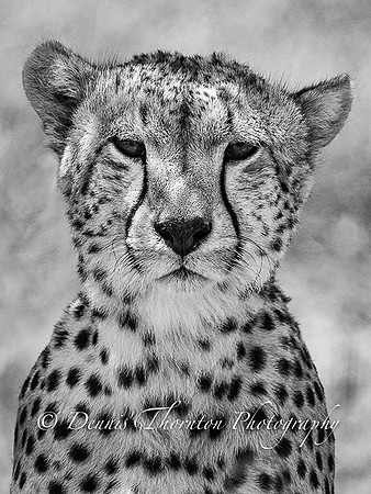 Cheetah SEP BW EPL Layers _5005393-2