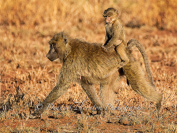Yellow Baboon EPL 12 x 16 to print _