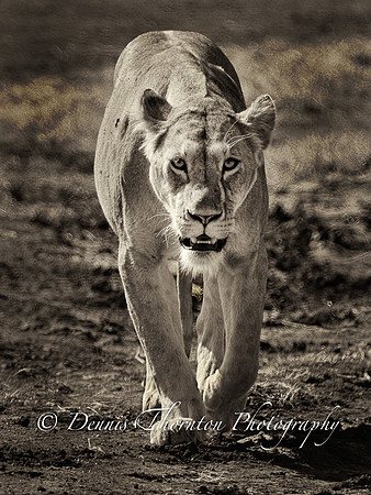 lioness straighton 12 x 16 print too sharpened  _5001111