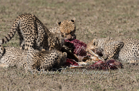 _5004730