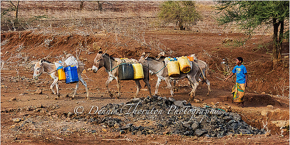 boy herding donkies EPL 8 x 16 print _DSC5149