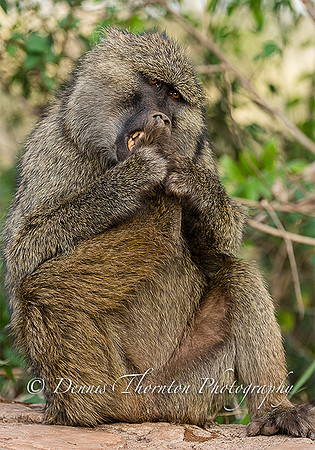 Babboon grooming EPL _DSC8496-2