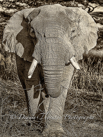 Elephant walking face on EPL 12 x 16 Sepia  _DSC1274