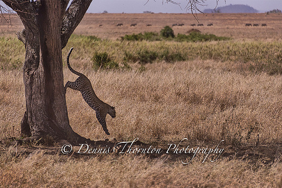 Silent Decent Lepord jumping down tree EPL 12 x 18 print  _DSC3021