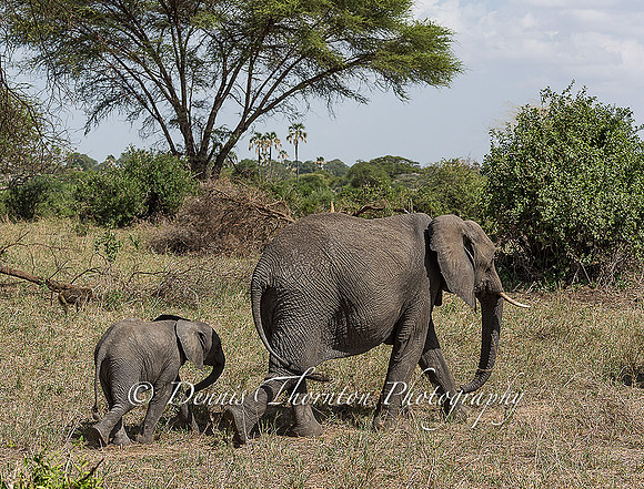 Elephant & child EPL  _DSC8419