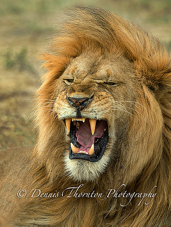 Lion snarling _5003772