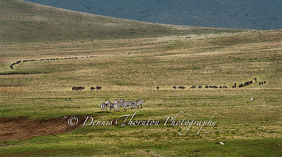 Zebra leading migration   _5000692