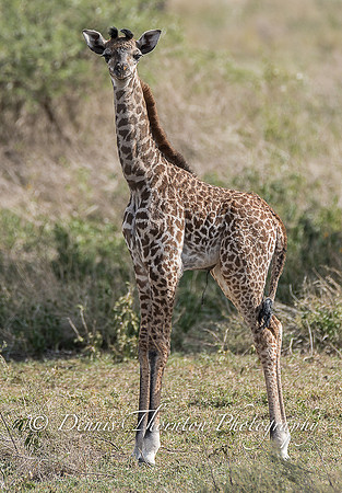 _5005084