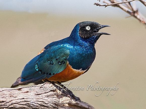 Superb Starling _5003055