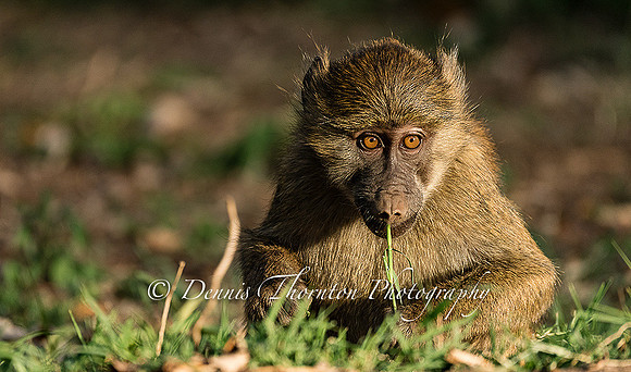 young babboon munching on grass EPL _DSC8582