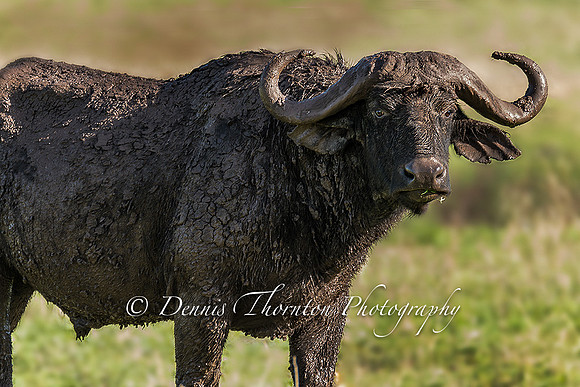 cape buffalo 2 5000635