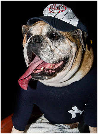 Yankee bull dog _DSC0264